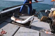 汕尾渔民大规模捕捞“麻鱼”，鱼贩竞相出价购买