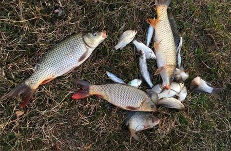 野钓鲤鱼：4种饵料让你在大小水面上狂拉，深秋时节不使用就亏大了